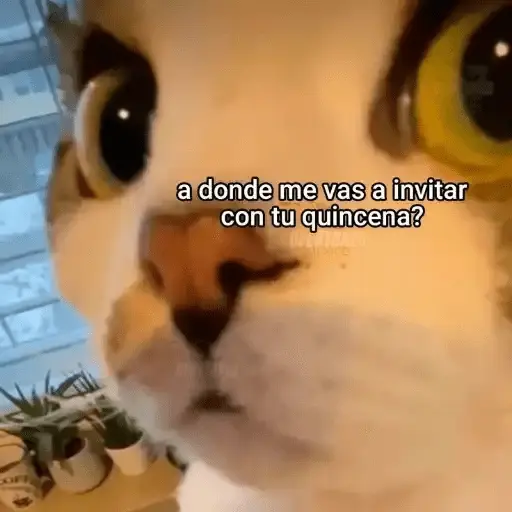 Gatos Pa Contestar🐈⚡