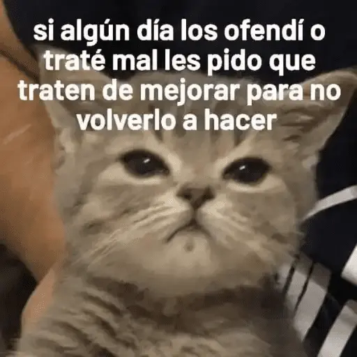 Gatos Pa Contestar🐈⚡
