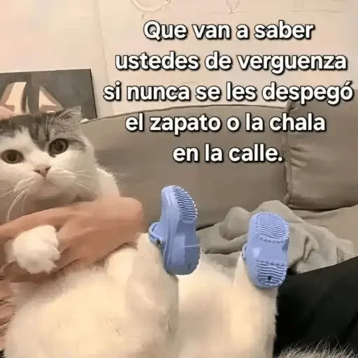 Gatos Pa Contestar🐈⚡