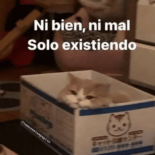 Gatos Pa Contestar🐈⚡ preview