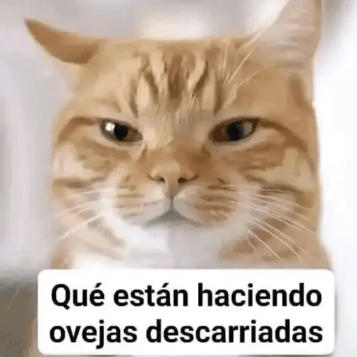 Gatos Pa Contestar🐈⚡