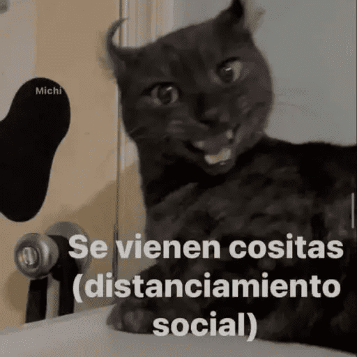 Gatos Pa Contestar🐈⚡ preview