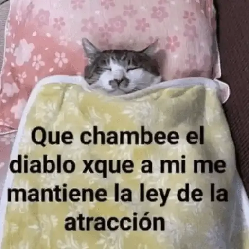 Gatos Pa Contestar🐈⚡