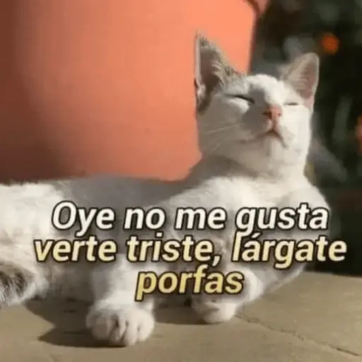 Gatos Pa Contestar🐈⚡