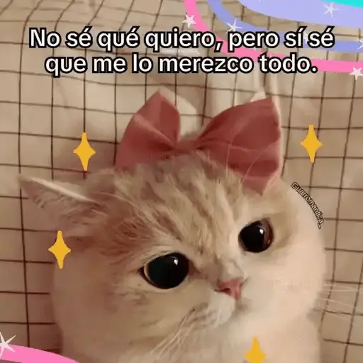 Gatos Pa Contestar🐈⚡