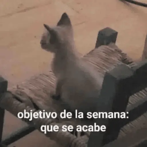 Gatos Pa Contestar🐈⚡