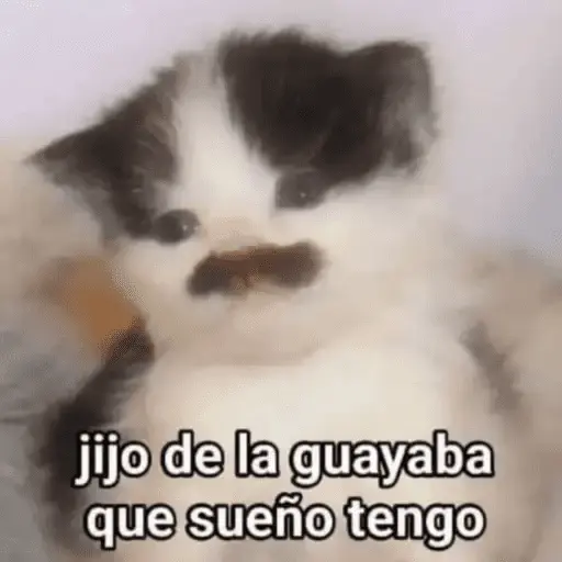 Gatos Pa Contestar🐈⚡