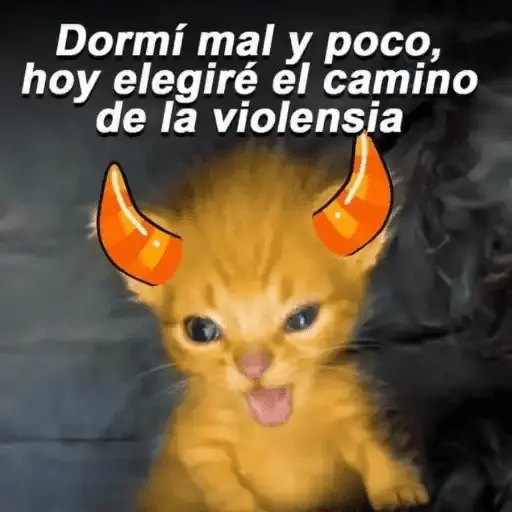 Gatos Pa Contestar🐈⚡