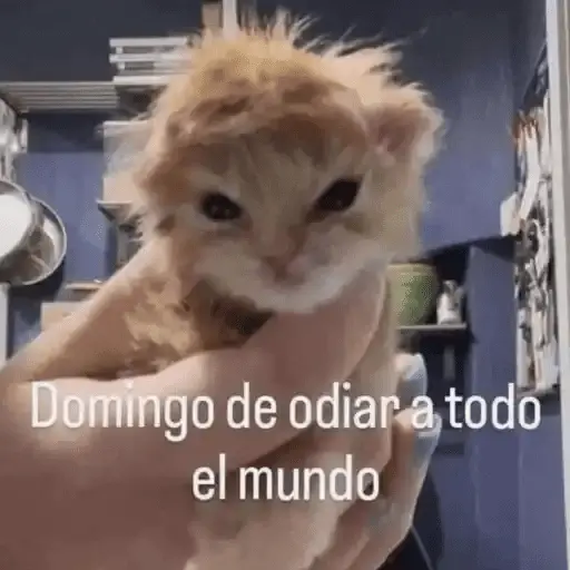 Gatos Pa Contestar🐈⚡
