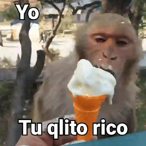 Monos con Frases 3🐒