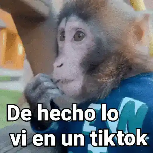 Monos con Frases 3🐒