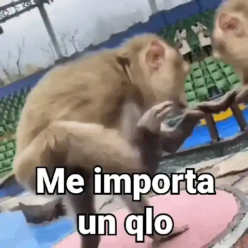Monos con Frases 3🐒