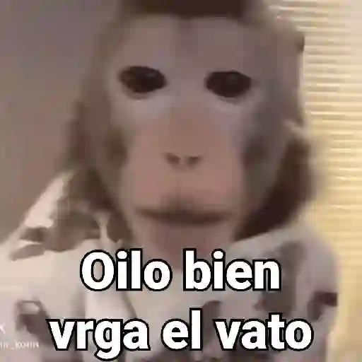 Monos con Frases 3🐒