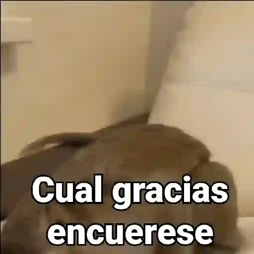 Monos con Frases 3🐒 preview