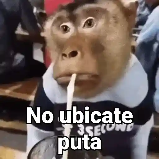 Monos con Frases 3🐒
