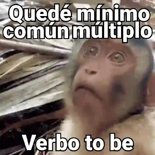 Monos con Frases 3🐒