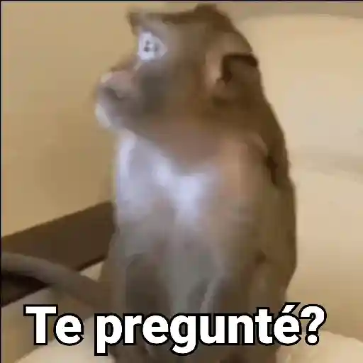 Monos con Frases 3🐒