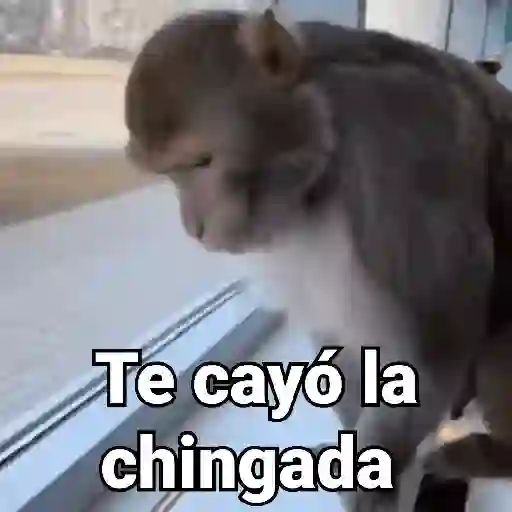 Monos con Frases 3🐒