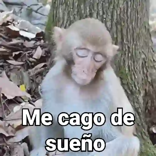 Monos con Frases 3🐒 preview