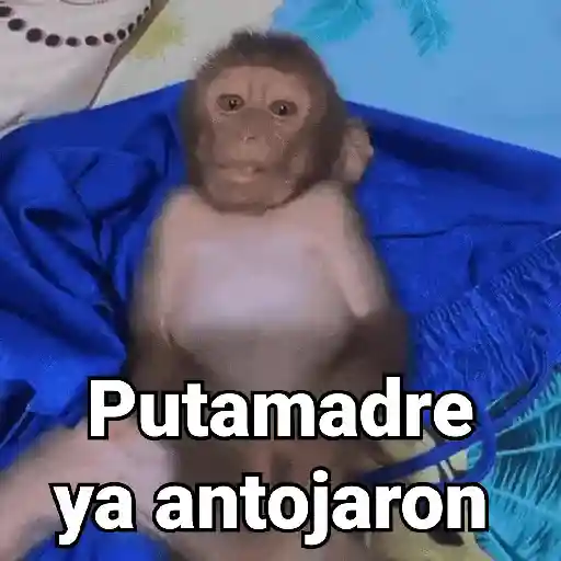 Monos con Frases 3🐒