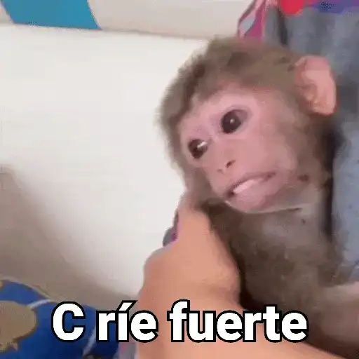 Monos con Frases 3🐒