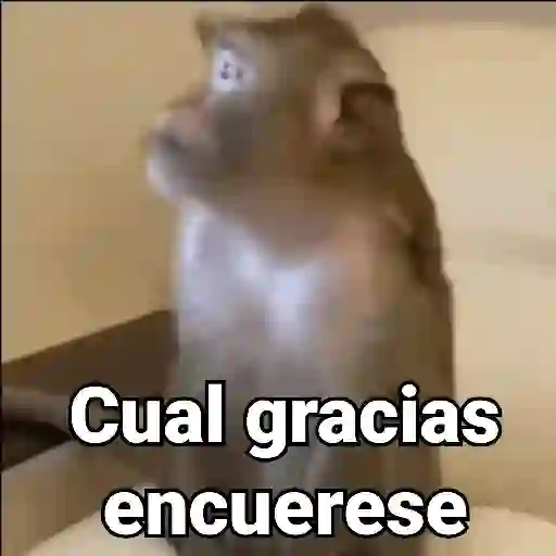 Monos con Frases 3🐒