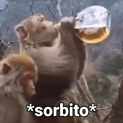 Monos con Frases 3🐒