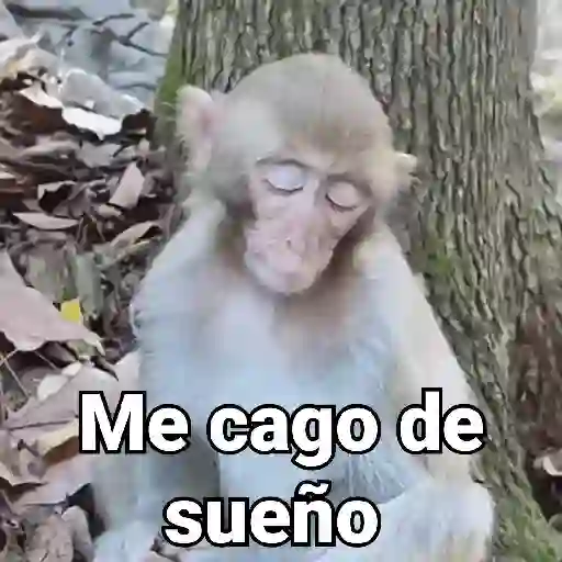 Monos con Frases 3🐒