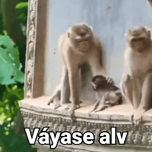 Monos con Frases 3🐒