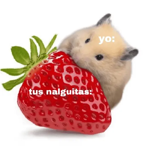 FRASES HAMSTER 2 🐹✨️