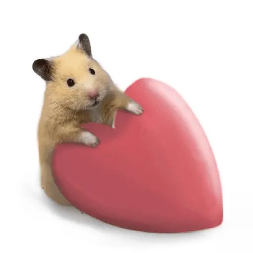 FRASES HAMSTER 2 🐹✨️