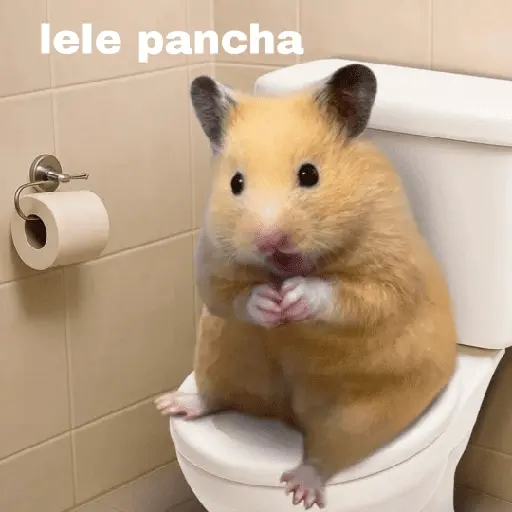 FRASES HAMSTER 2 🐹✨️