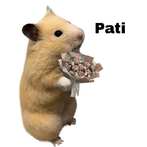 FRASES HAMSTER 2 🐹✨️