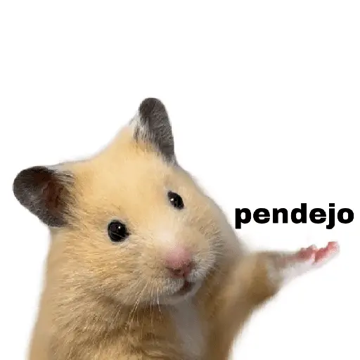 FRASES HAMSTER 2 🐹✨️