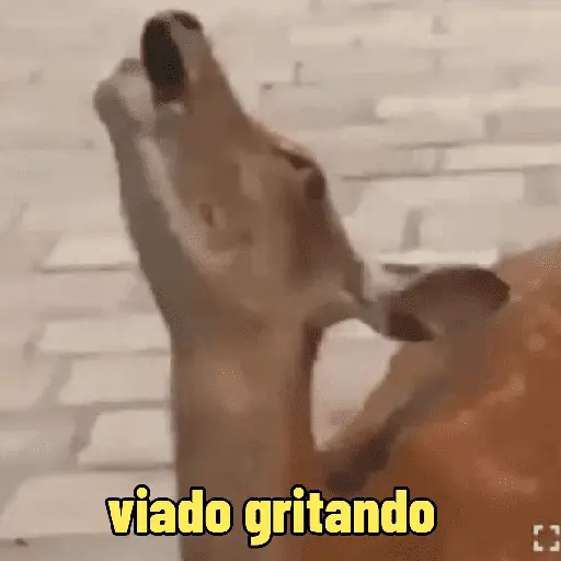 Aleatorios | Meme | tiktok