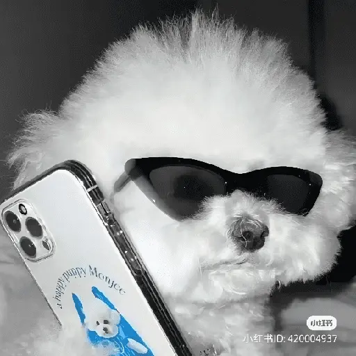 Perritos de Todo un Poco! 🐕🐩
