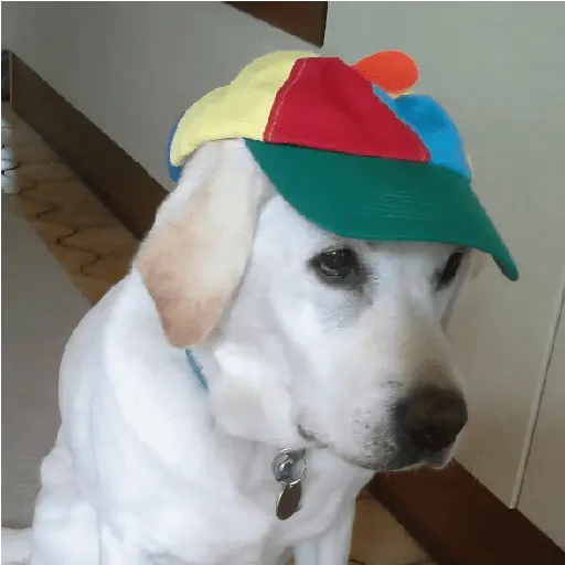 Perritos de Todo un Poco! 🐕🐩