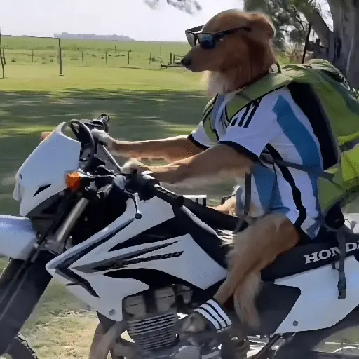 Perritos de Todo un Poco! 🐕🐩