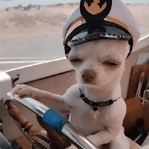 Perritos de Todo un Poco! 🐕🐩