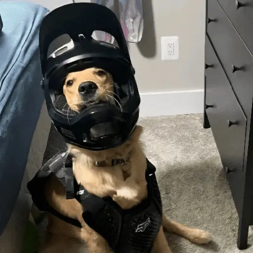 Perritos de Todo un Poco! 🐕🐩