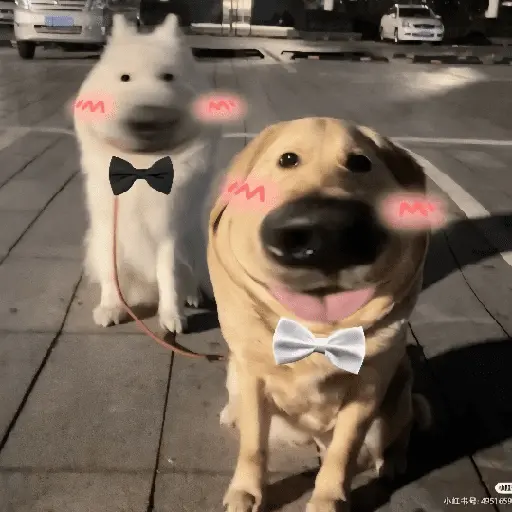 Perritos de Todo un Poco! 🐕🐩
