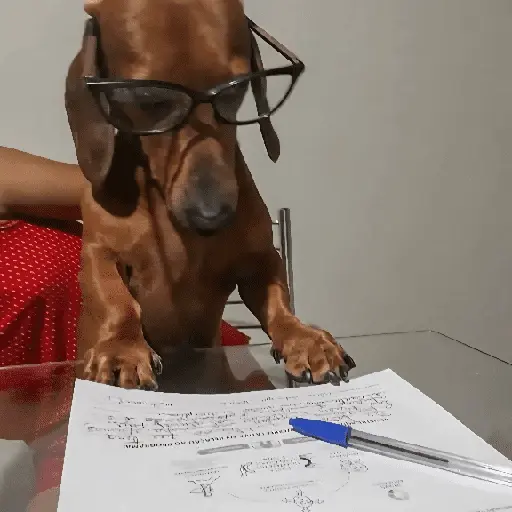 Perritos de Todo un Poco! 🐕🐩