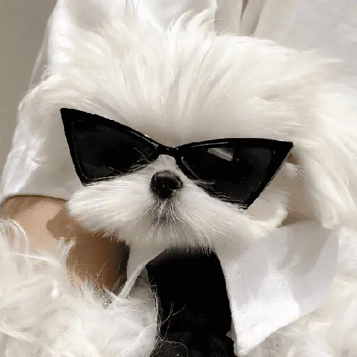 Perritos de Todo un Poco! 🐕🐩