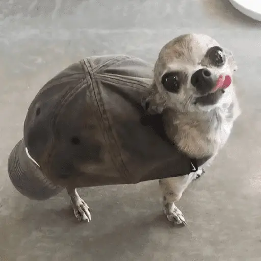 Perritos de Todo un Poco! 🐕🐩