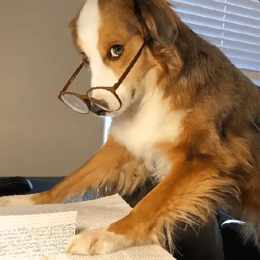 Perritos de Todo un Poco! 🐕🐩