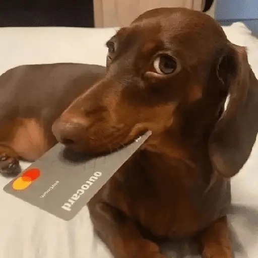 Perritos de Todo un Poco! 🐕🐩