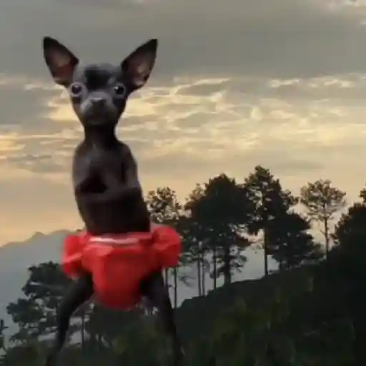 🔥TIKTOK RAMDON 2.1📲