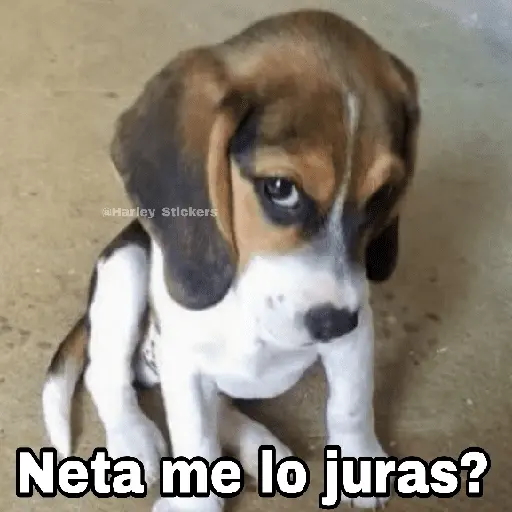 🌀 Perros con Frases 🐕🫧