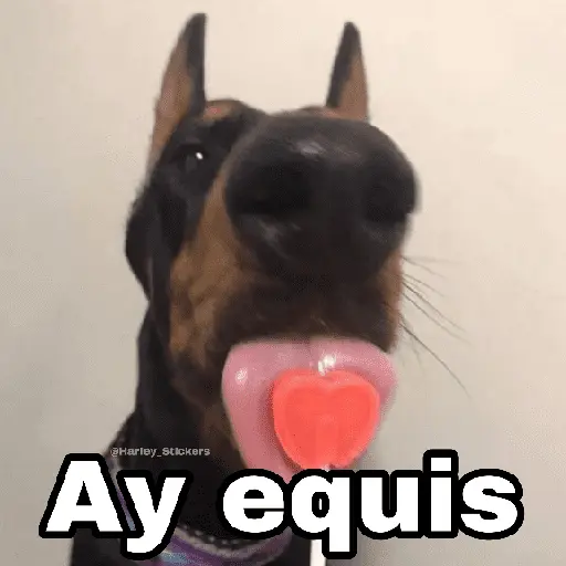 🌀 Perros con Frases 🐕🫧