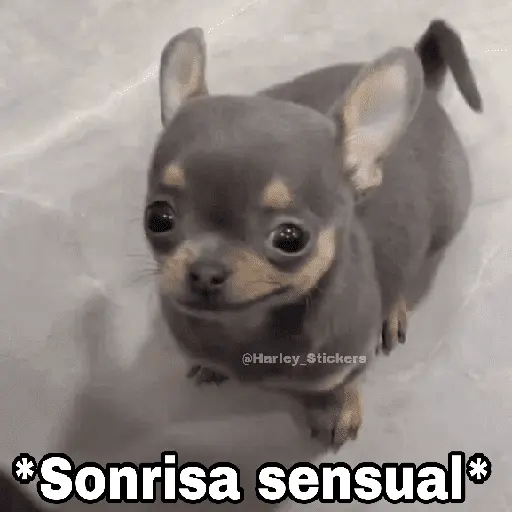 🌀 Perros con Frases 🐕🫧